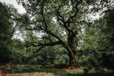 2019-05-26 17-57-28-Bearbeitet-HDR -1920px